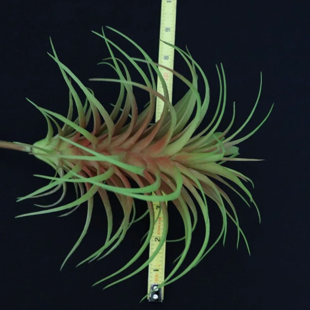 Lot of 5 - Tillandsia Air Plant Picks 7